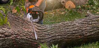 Reliable Hamilton, IN Tree Services Solutions