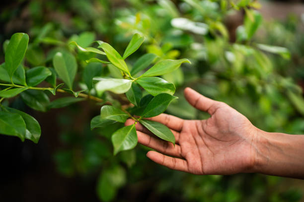 Tree and Shrub Care in Hamilton, IN